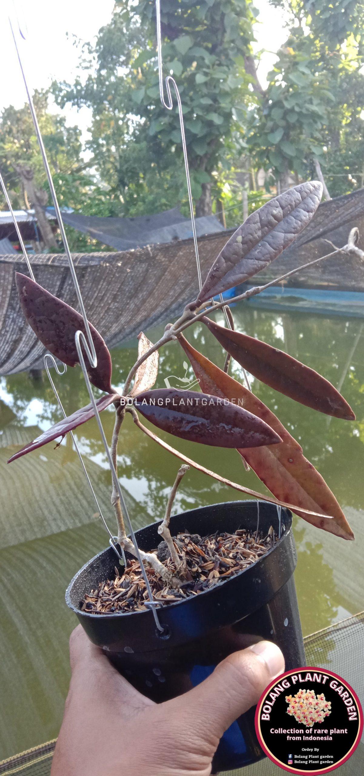 Hoya Sulawesiana red (very rare) - Bolang Plant Garden