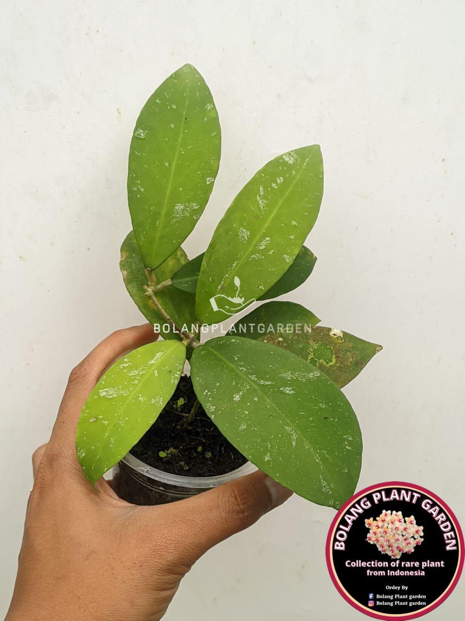 Hoya polypus sp Berau Kaltim (rare) - Bolang Plant Garden