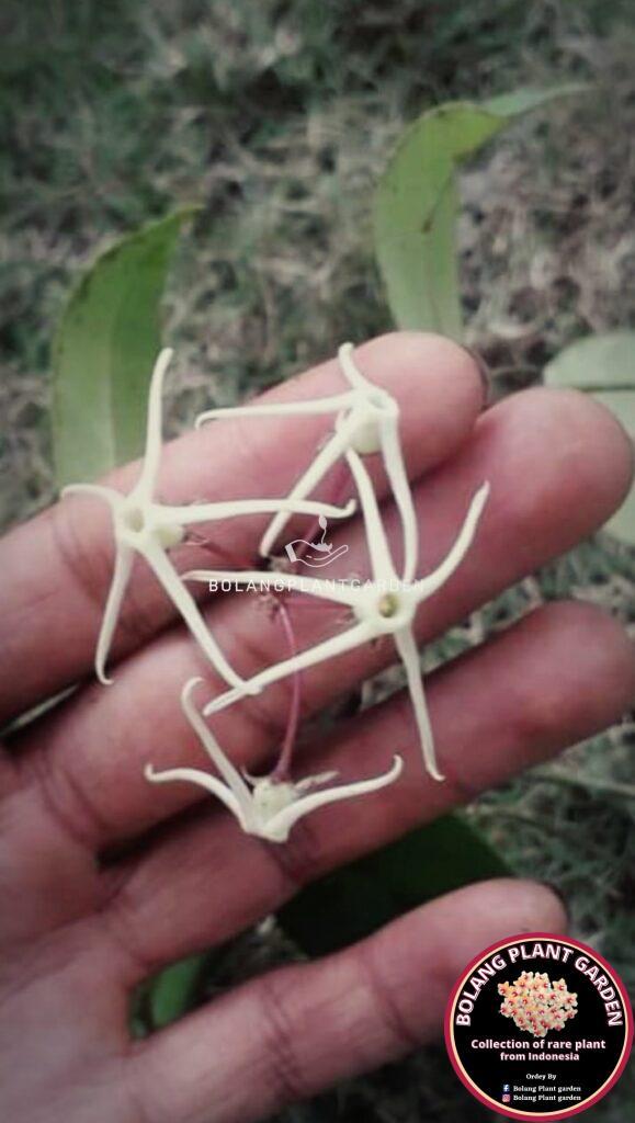 Papua Hoya Octopus Sp. Papua. 