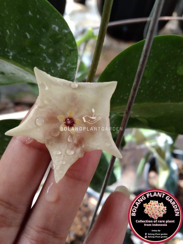 その他観葉植物 HOYA apoda Hoya Apoda - Bolang Plant Garden