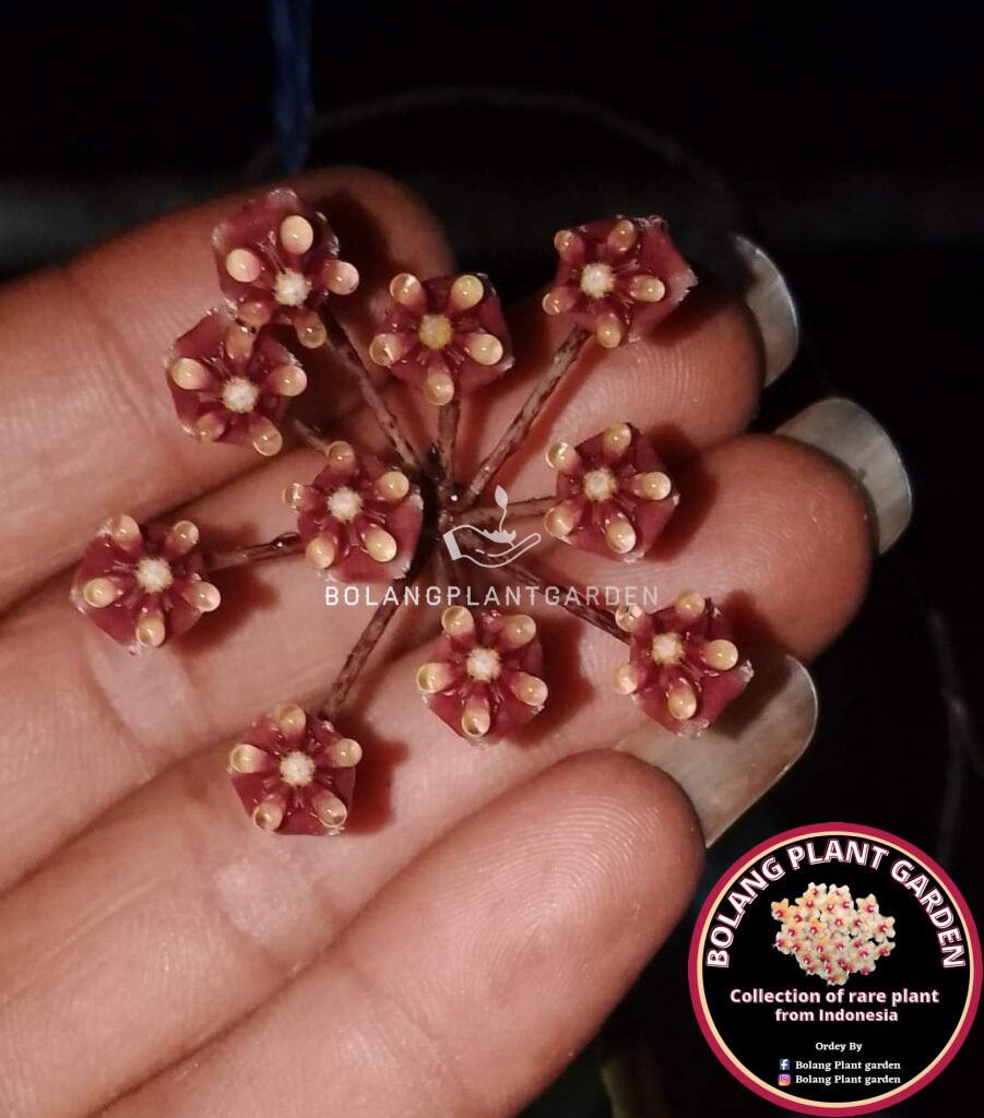 希少 hoya ホヤ mamasa Mamasa,West Sulawesi Hoya sp. Mamasa | Rare Trailing Hoya Plant | Steve's Leaves