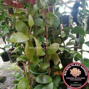 Shop – Page 5 – Bolang Plant Garden