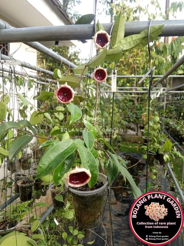 Hoya Wallichii SSP tenebrosa (rare) - Bolang Plant Garden