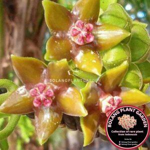 Hoya - Bolang Plant Garden