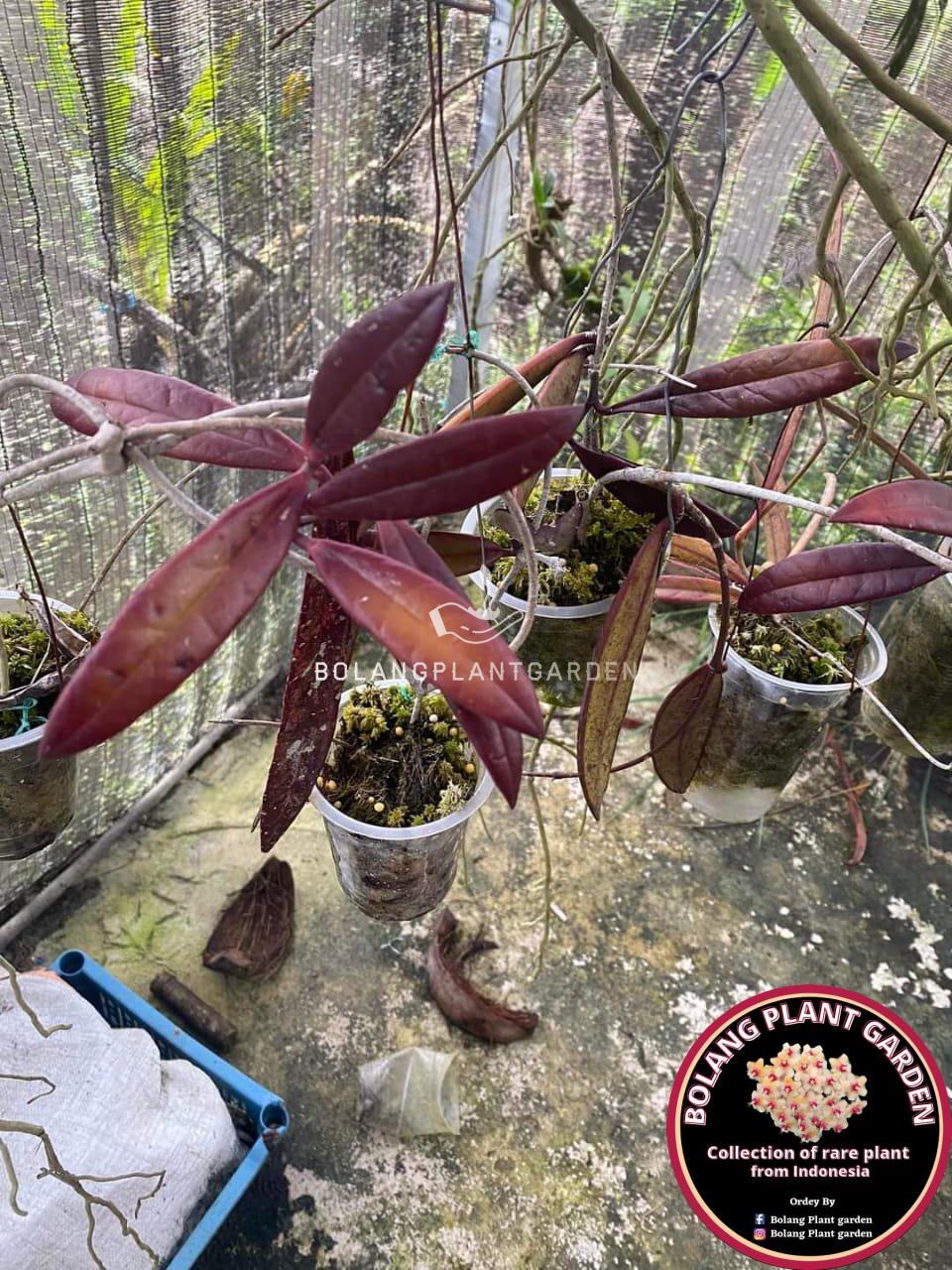 Hoya Sulawesiana red (very rare) - Bolang Plant Garden