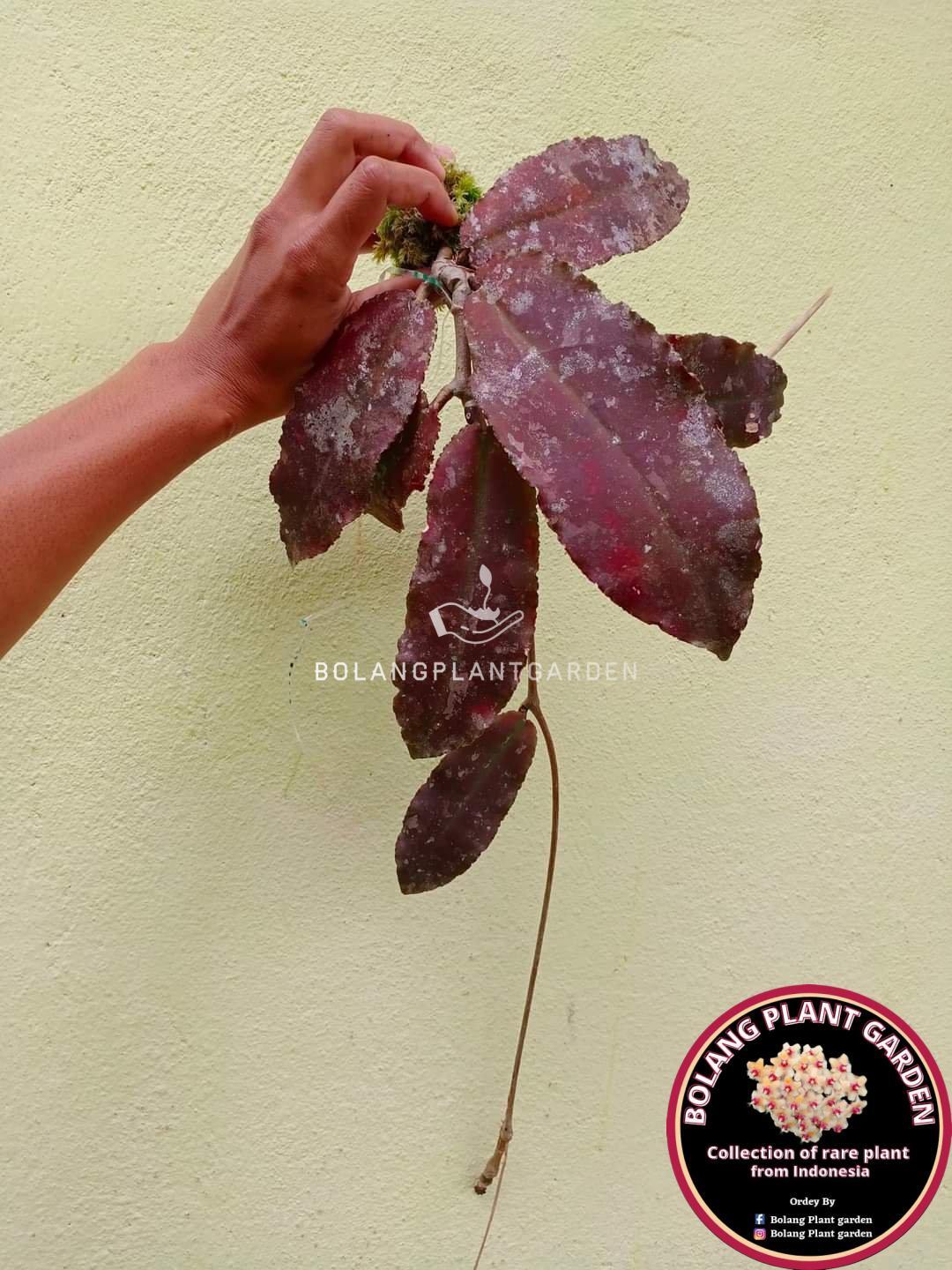 Hoya undulata Red