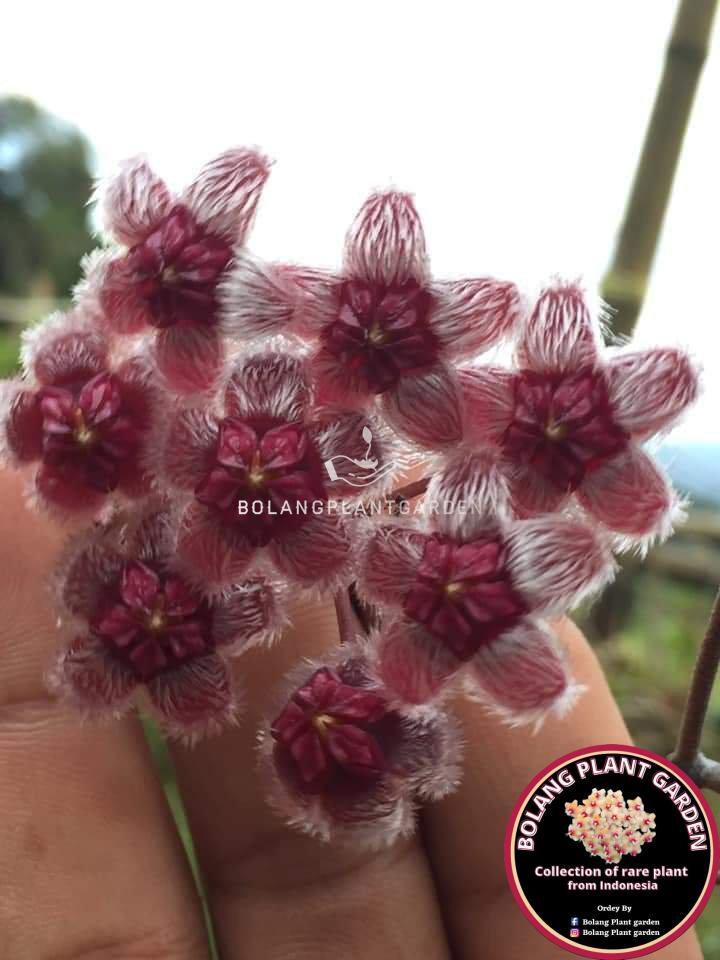 Hoya Sulawesiana red (very rare) - Bolang Plant Garden