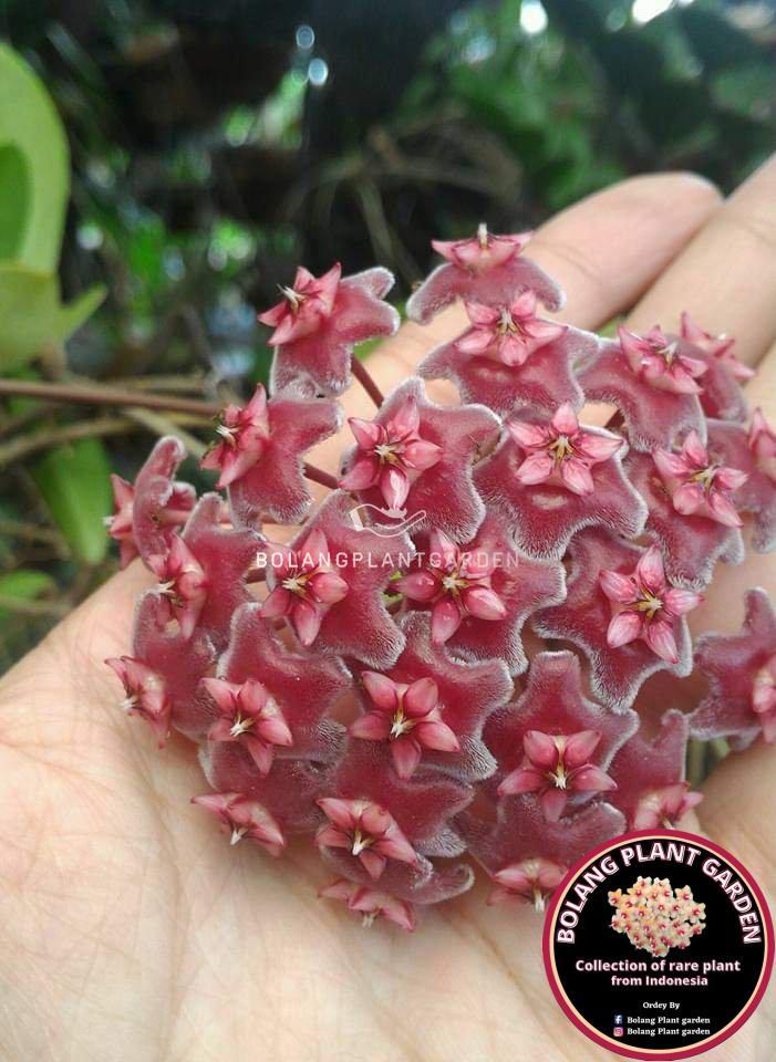 Hoya Publicalyx splash - Bolang Plant Garden