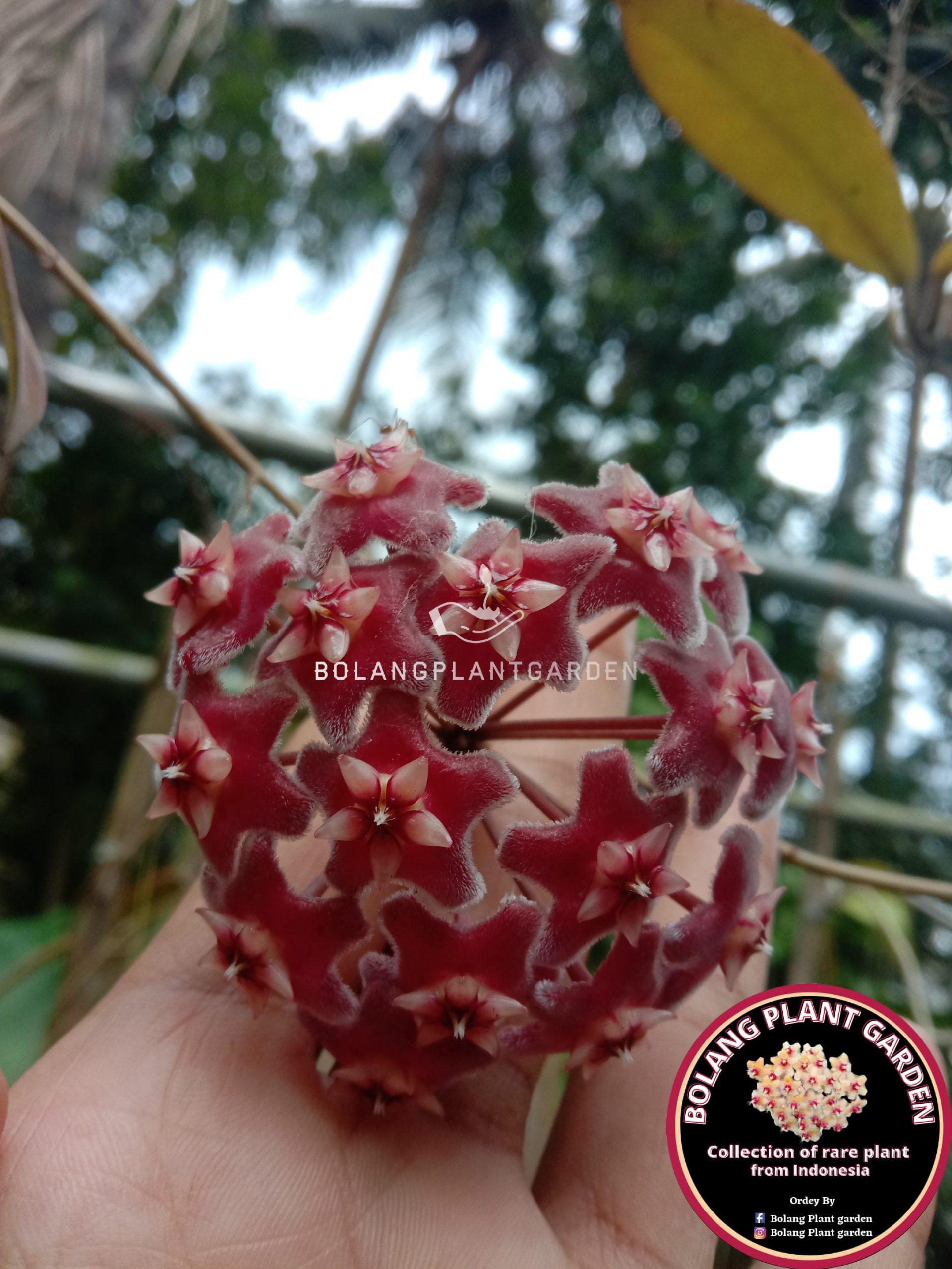 Hoya Publicalyx splash - Bolang Plant Garden