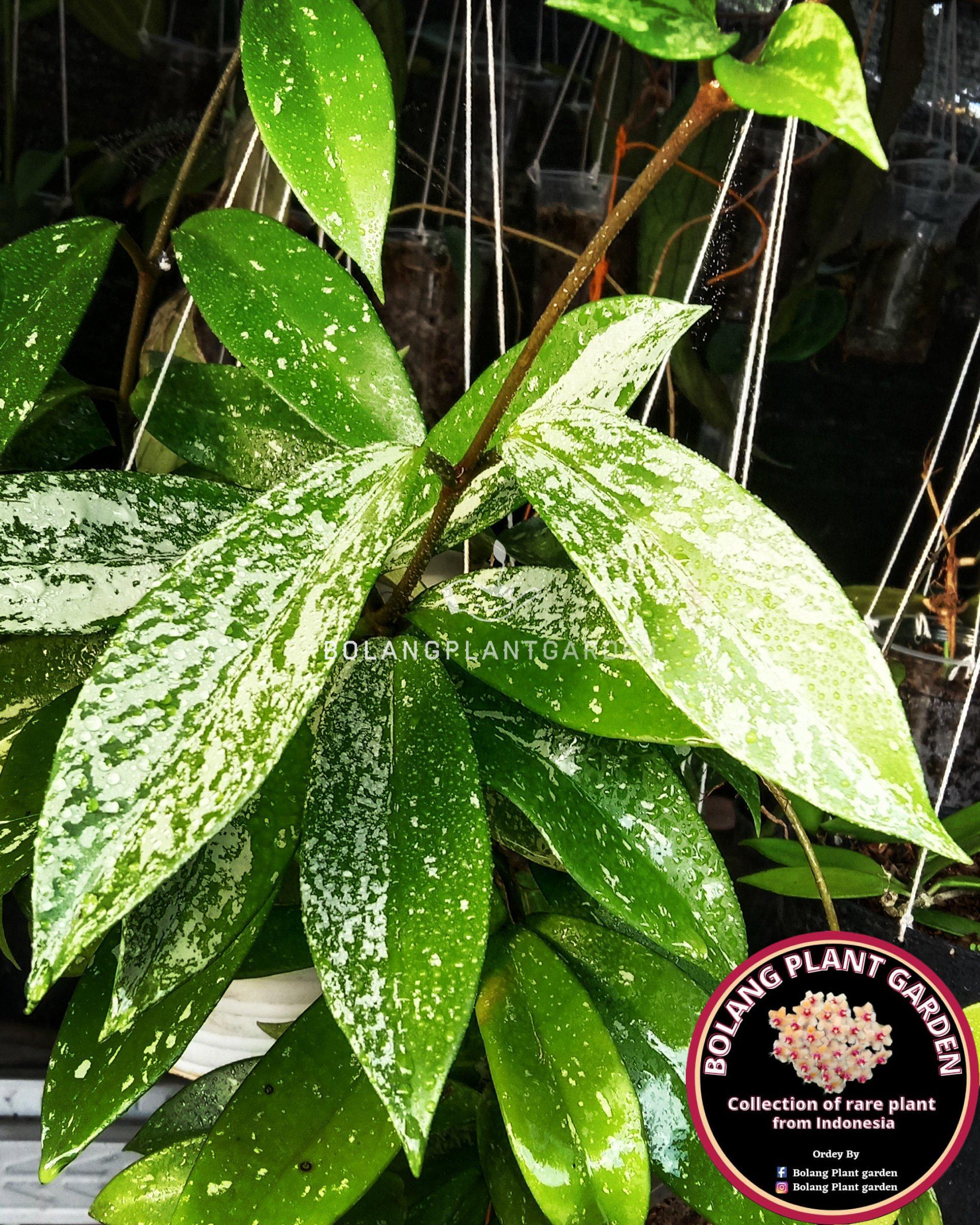 Hoya Publicalyx splash - Bolang Plant Garden