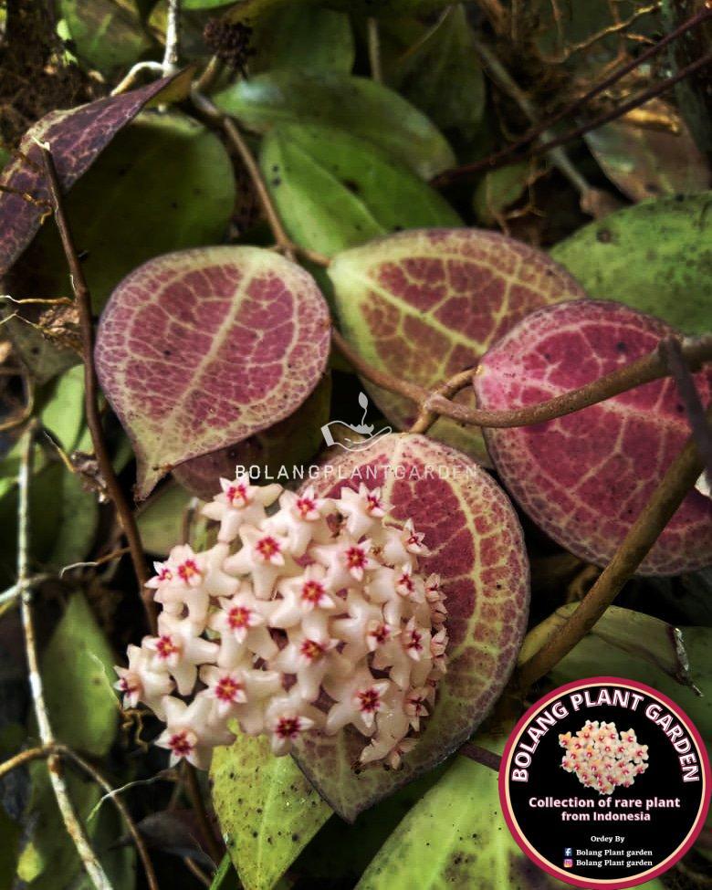 Hoya Dolichosparte red sp sulawesi (rare) - Bolang Plant Garden