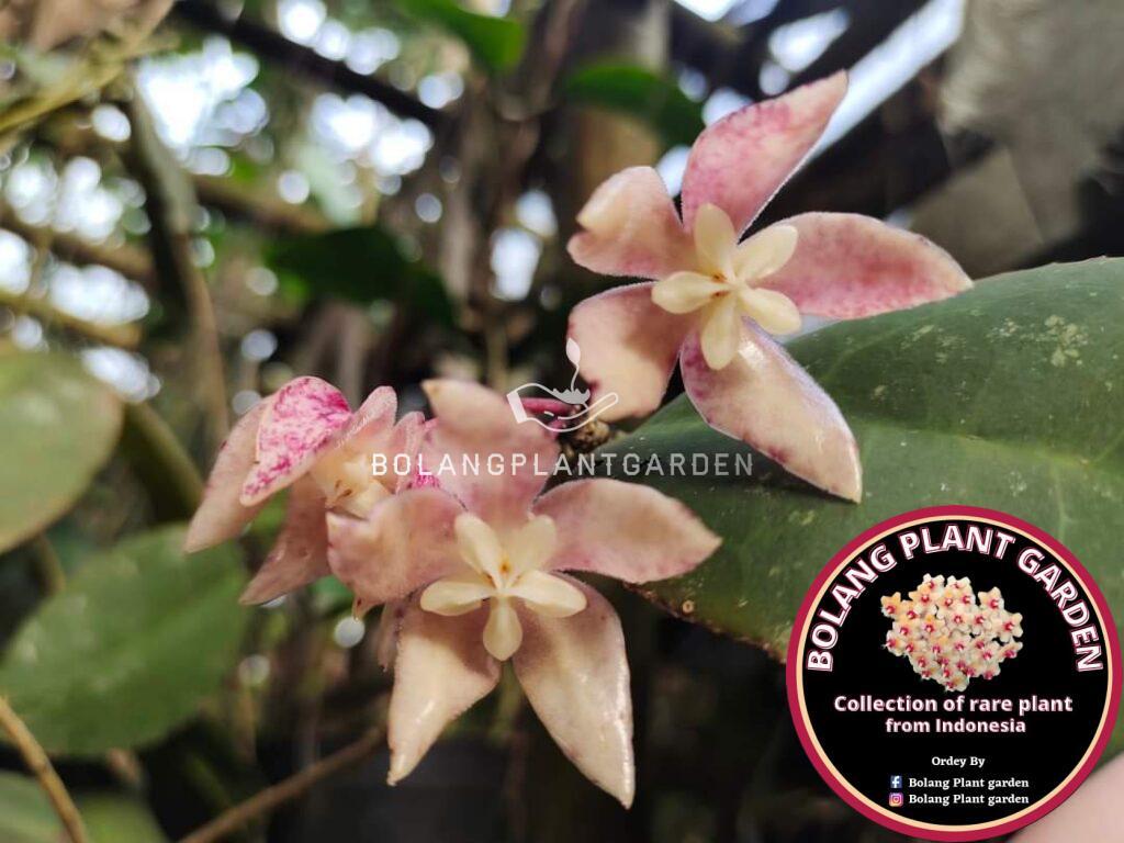 Hoya Undulata green - Bolang Plant Garden