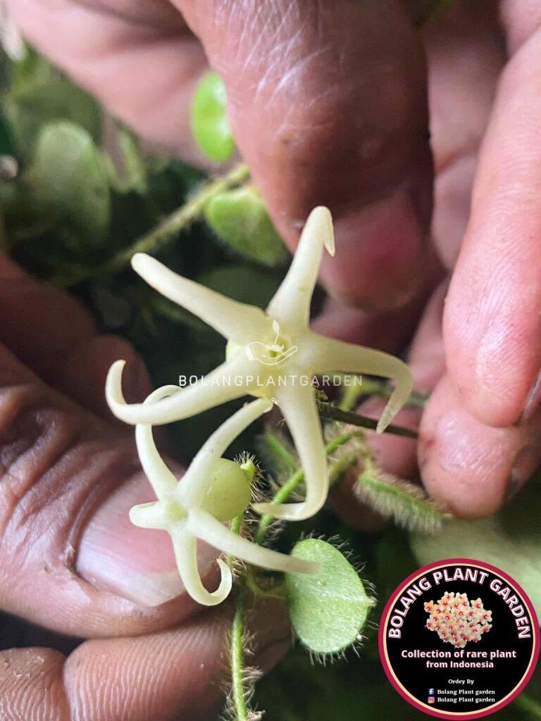 Papua Hoya Sp. Mamasa.(very rare) - Bolang Plant Garden