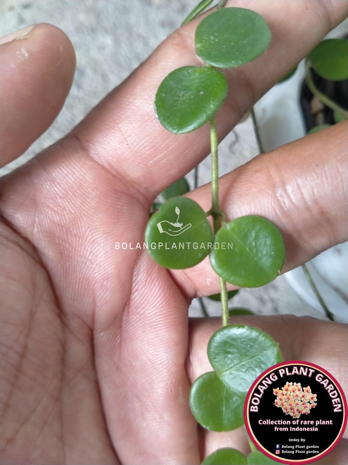 Hoya mini sp Papua 05 (rare) - Bolang Plant Garden