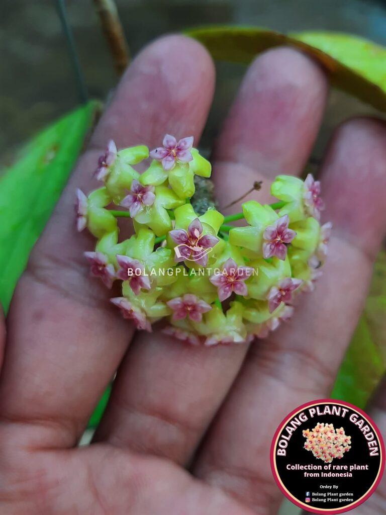 Hoya KSB 07 (very rare) - Bolang Plant Garden