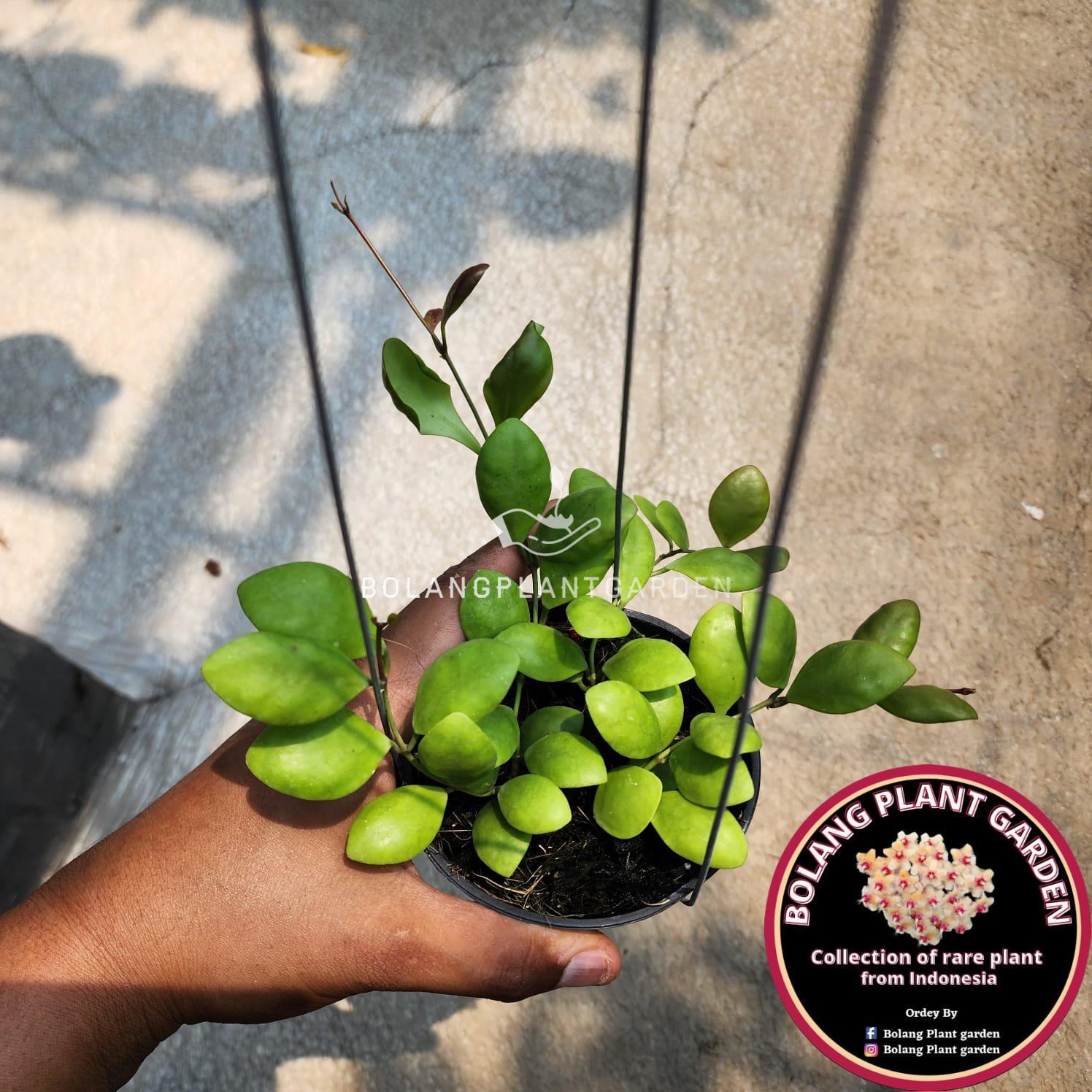 Hoya Pallilimba sp Mamasa, Sulawesi. - Bolang Plant Garden