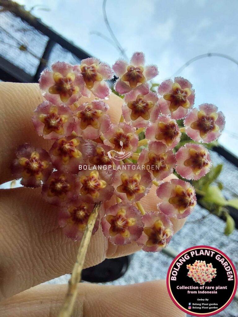 Hoya Pallilimba sp Mamasa, Sulawesi. - Bolang Plant Garden