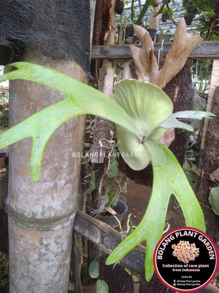 Platycerium Willinckii sp Timor (rare) - Bolang Plant Garden