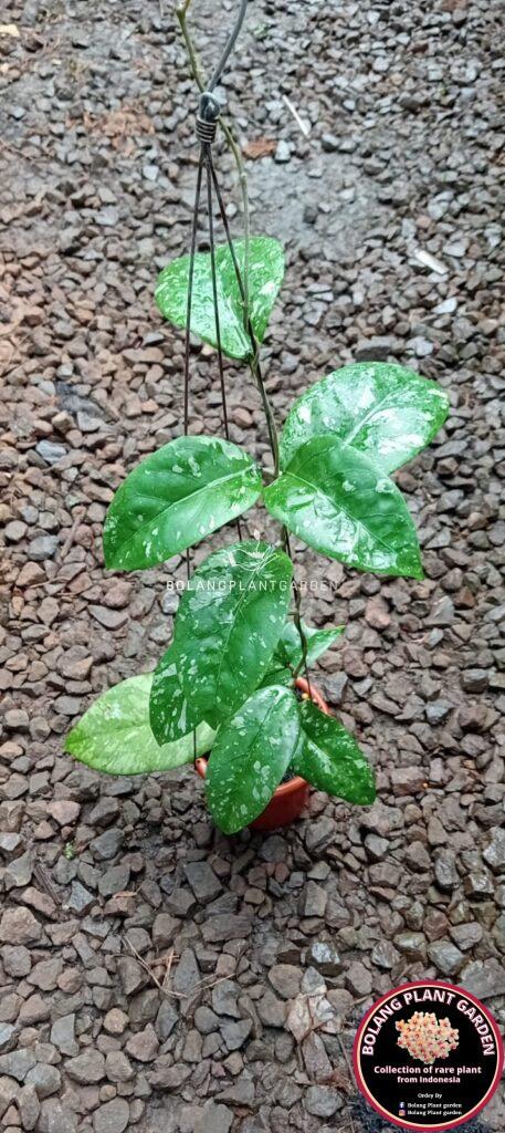 Hoya Sp. Aceh Gayo Lues 