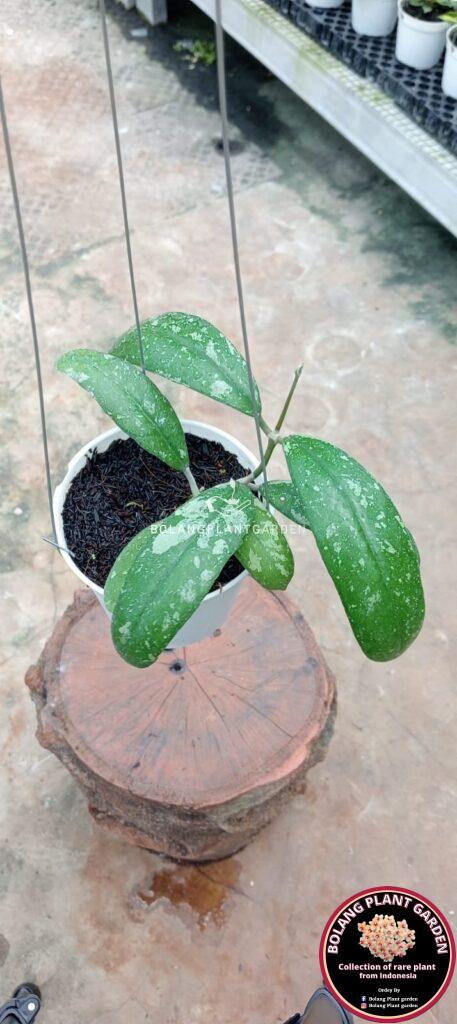 Hoya padangensis (2.5″ pot) – Gardino Nursery