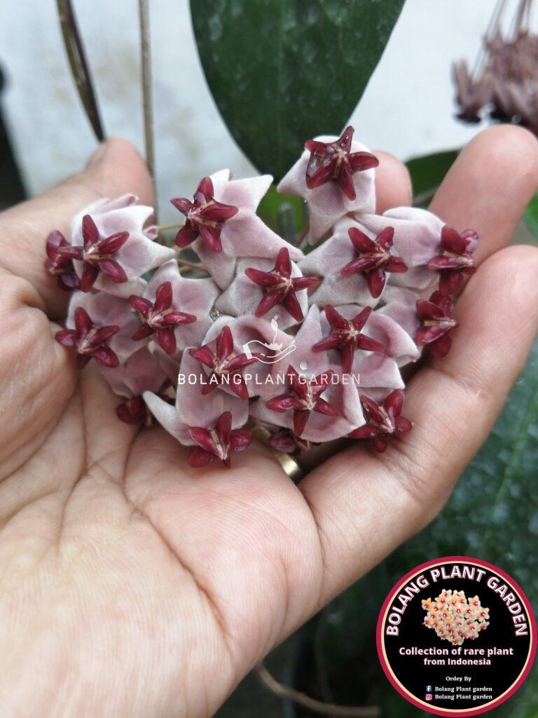 その他観葉植物 HOYA piestolepis Hoya piestolepis – Unsolicited Plant Talks